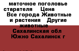 маточное поголовье старателя  › Цена ­ 2 300 - Все города Животные и растения » Другие животные   . Сахалинская обл.,Южно-Сахалинск г.